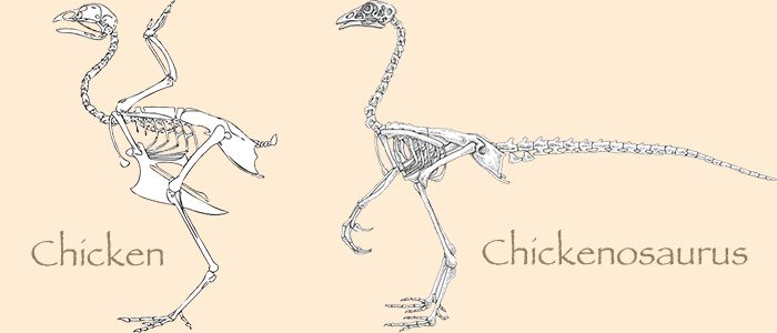 chicken and chickenosaurus skeletons
