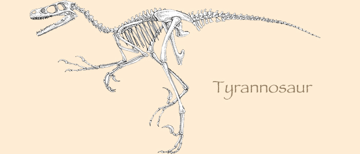 Tyrannosaurus skeleton